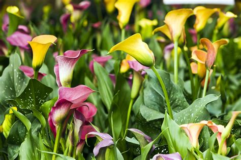 How to Grow and Care for Calla Lilies