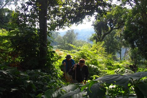 Gorilla Walking Safari Tour - Tour Bwindi-Mgahinga National parks