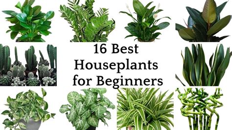 16 Best Houseplants for Beginners | Easiest Indoor Plants For Beginners That Look Amazing | Easy ...