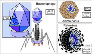 Capsid | Function, Structure & Examples - Video & Lesson Transcript | Study.com