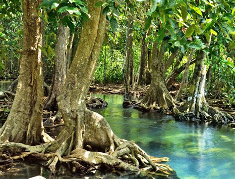 Bangladesh's Plans for Massive Coal-Fired Power Plant Threaten World's Largest Mangrove Forest