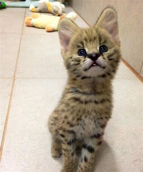 Adorable Serval kittens