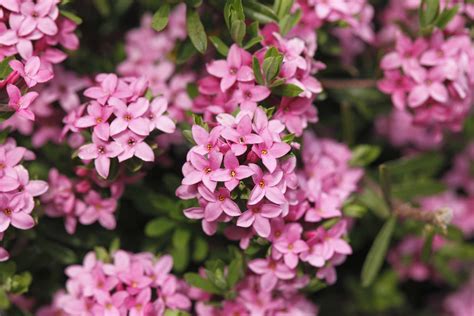 Pink Spring Flowering Shrub Identification : Pretty In Pink 10 Shrubs With Pink Flowers Birds ...