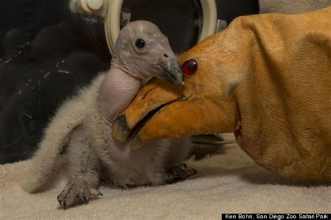 Condor Chick Born At The San Diego Zoo In New Breeding Program (PHOTOS) | HuffPost Impact