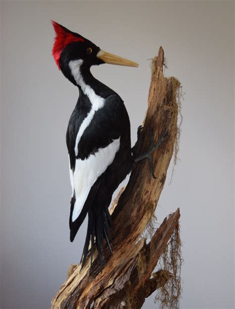 DuckRabbiting — Ivory -Billed Woodpecker (Campephilus principalis)...