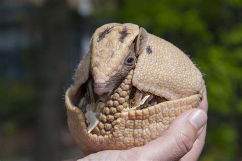 Armadillo Facts | Live Science