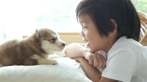 81 Baby Boy Husky Stock Video Footage - 4K and HD Video Clips | Shutterstock