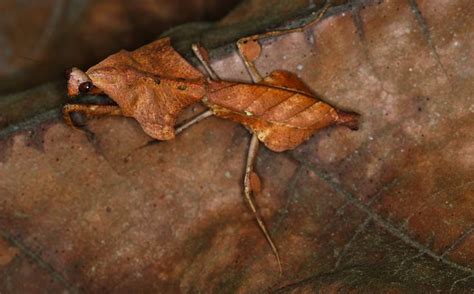 ˚Dead Leaf Mantis | Praying mantis, Borneo, Animals