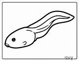 Tadpole Drawing Coloring Legs Kids Getdrawings Sketch Page sketch template