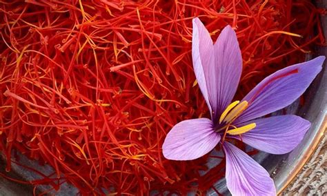 Kashmiri saffron is now an all-India plant