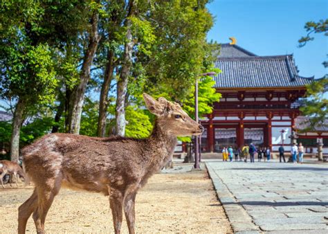 10項奈良旅遊全攻略！觀光景點、美食、飯店住宿、交通方式等 - LIVE JAPAN (日本旅遊 ‧文化體驗導覽)