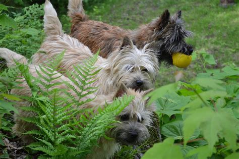 The Cairn Terrier Breed are Hardy Working Dogs