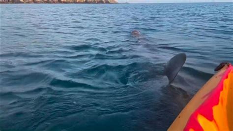 Kayakers come face-to-face with basking shark off coast of Cork in ...