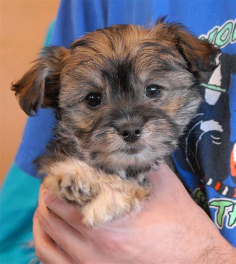 3 adorable Poodle mix puppies debuting for adoption.