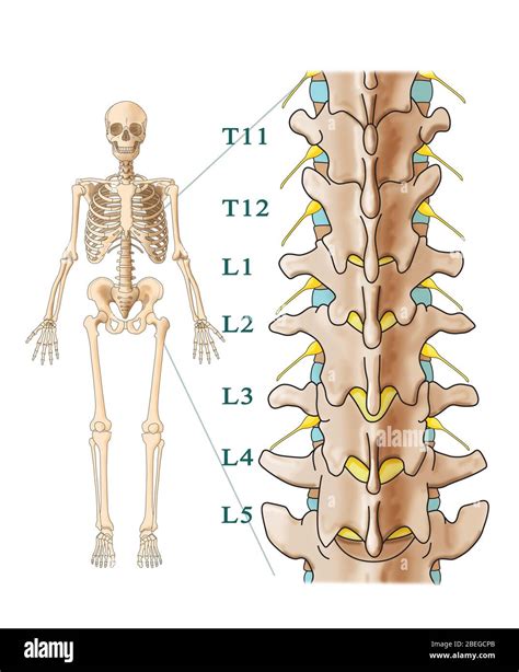 Lumbar Spine Anatomy, 40% OFF | www.elevate.in