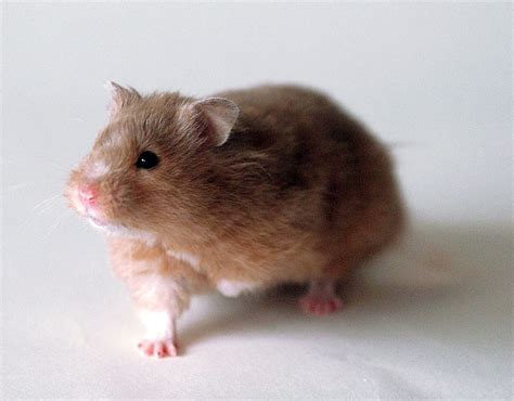 Golden Hamster - Learn About Nature