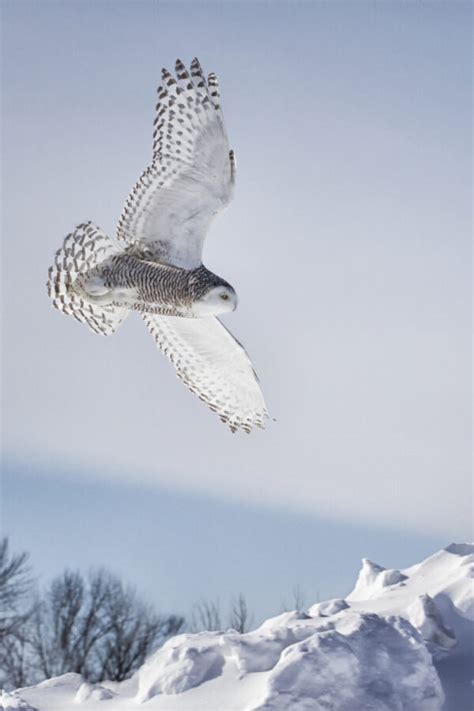 8 Spiritual Meanings of a White Owl