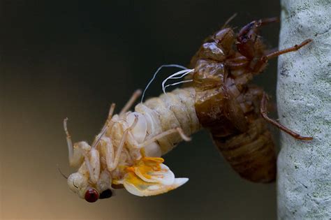 Cicada Hatching | Flickr - Photo Sharing!