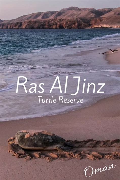 Ras Al Jinz Turtle Reserve Oman - Photos and practical information