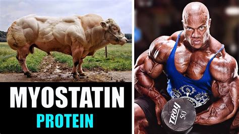 MYOSTATIN- Supplements for Insane Muscle Growth |Used by Professional Bodybuilders| - YouTube