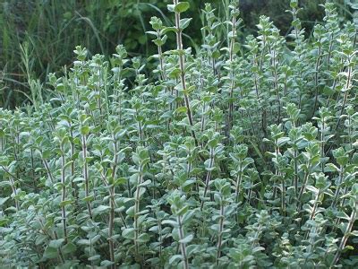 15 Types of Oregano Plants (With Pictures) - Own Yard Life