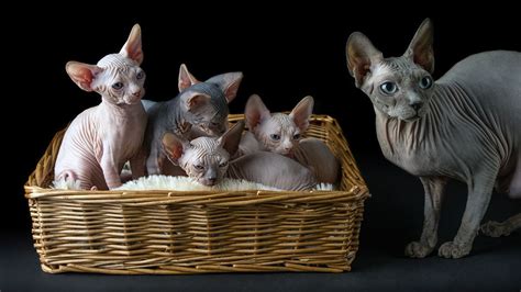 Sphynx Cats Are Surprisingly Sweet and Cuddly | HowStuffWorks