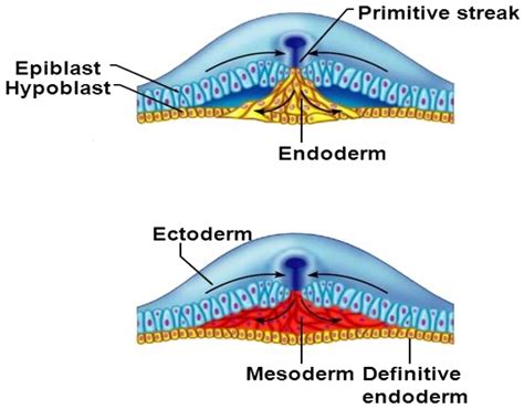 Embryonic endoderm is derived from 1)trophoblast 2)Epiblast 3)Hypoblast 4)All of these I think ...