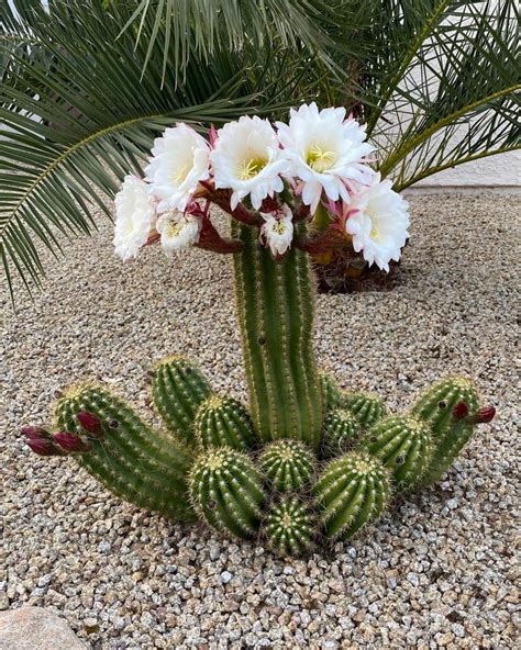 Cactus Flowers: 15 Magnificent Varieties for Your Garden