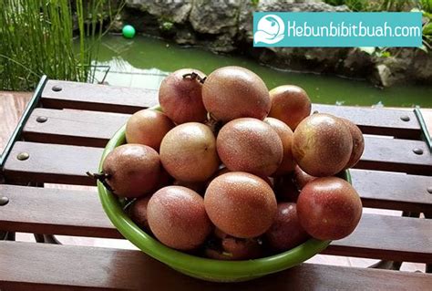 Tanaman Buah Markisa | Kebun Bibit Buah