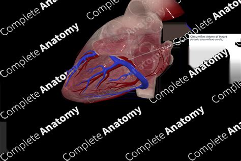 Circumflex Artery of Heart | Complete Anatomy