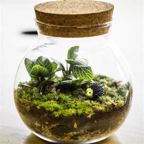 12 Tips for Making a DIY Terrarium: How to Build a Terrarium