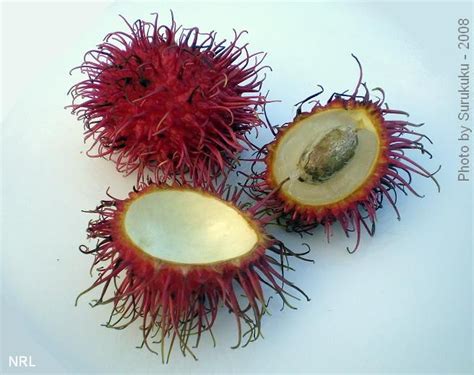 Rambutan Fruit List, New Fruit, Fresh Fruit, Exotic Fruit, Tropical ...