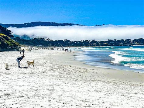 A dog's day at Carmel-by-the-Sea, California | All Places Dog