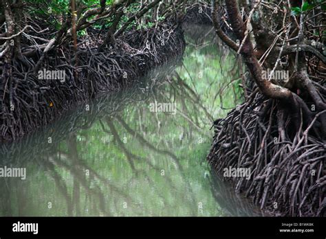 Mangrove at Baratang island,Andaman India Stock Photo - Alamy