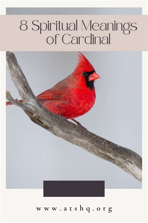 What are the cardinal.signs - asobear