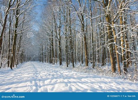 Winter Forest in the Netherlands Stock Image - Image of park, christmas ...