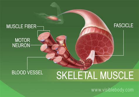 Muscle Types | Learn Muscular Anatomy