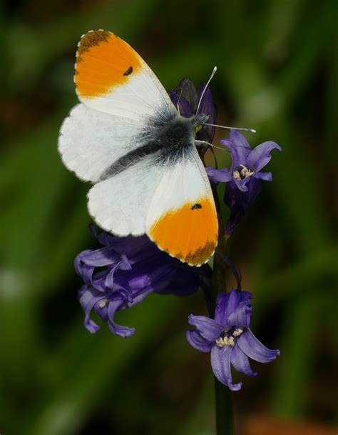 UK Butterflies - Orange-tip - Anthocharis cardamines