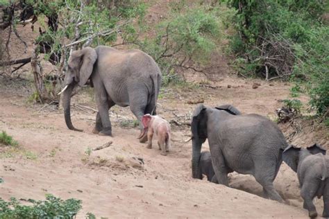 This Seems Like An Ordinary Family Of Elephants, Until You See What’s ...