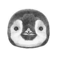 Penguin Face Drawing Free Stock Photo - Public Domain Pictures