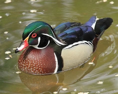 Wood Duck - Facts, Habitat, Diet, Call, Migration and Pictures