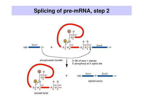 PPT - Splicing RNA: Mechanisms PowerPoint Presentation, free download ...