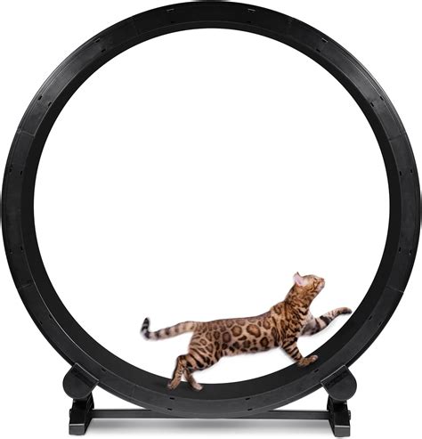 ONE FAST CAT - Cat Exercise Wheel - Safe 48" Diameter - Made in The USA : Amazon.ca: Pet Supplies