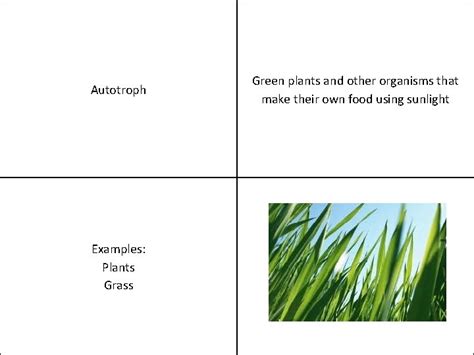 Autotroph Examples Plants Grass Green plants and other