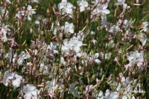 Gaura: location, pruning & overwintering - Plantura