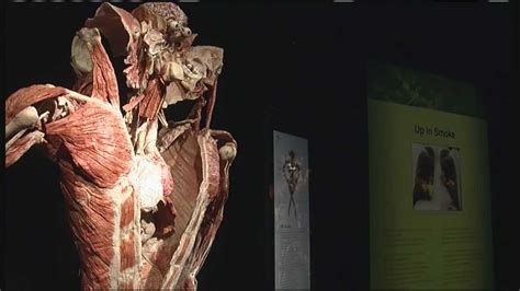 Exhibit uses real bodies to show human anatomy