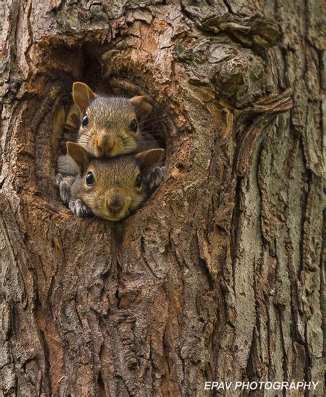 Do Squirrels Nest In Trees / Tree Squirrels School Ipm Usu Extension ...