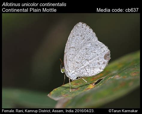 Allotinus unicolor C. & R. Felder [1865] - Plain Mottle | Butterfly