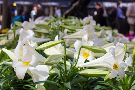 Easter Lilies In Bloom Give Tourists Respite From City Chaos - NY City Lens