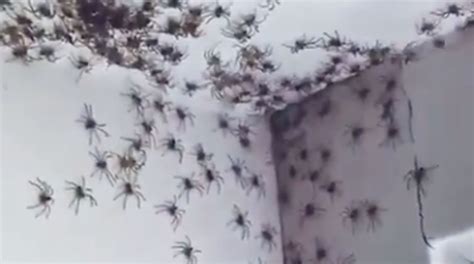 Cette chambre à coucher infestée d'araignées a l'air tout droit sortie ...